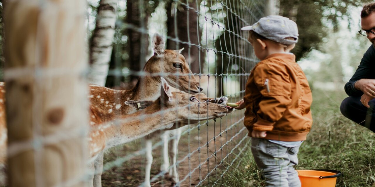 petting zoo