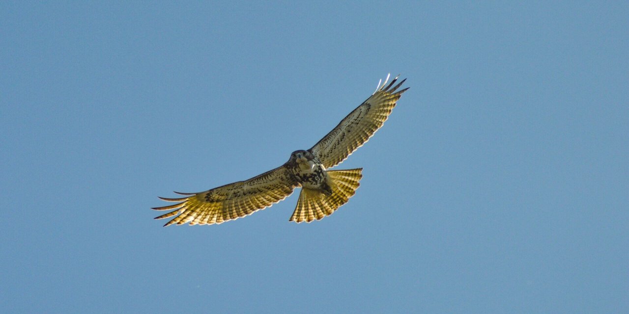 bird flying in the sky