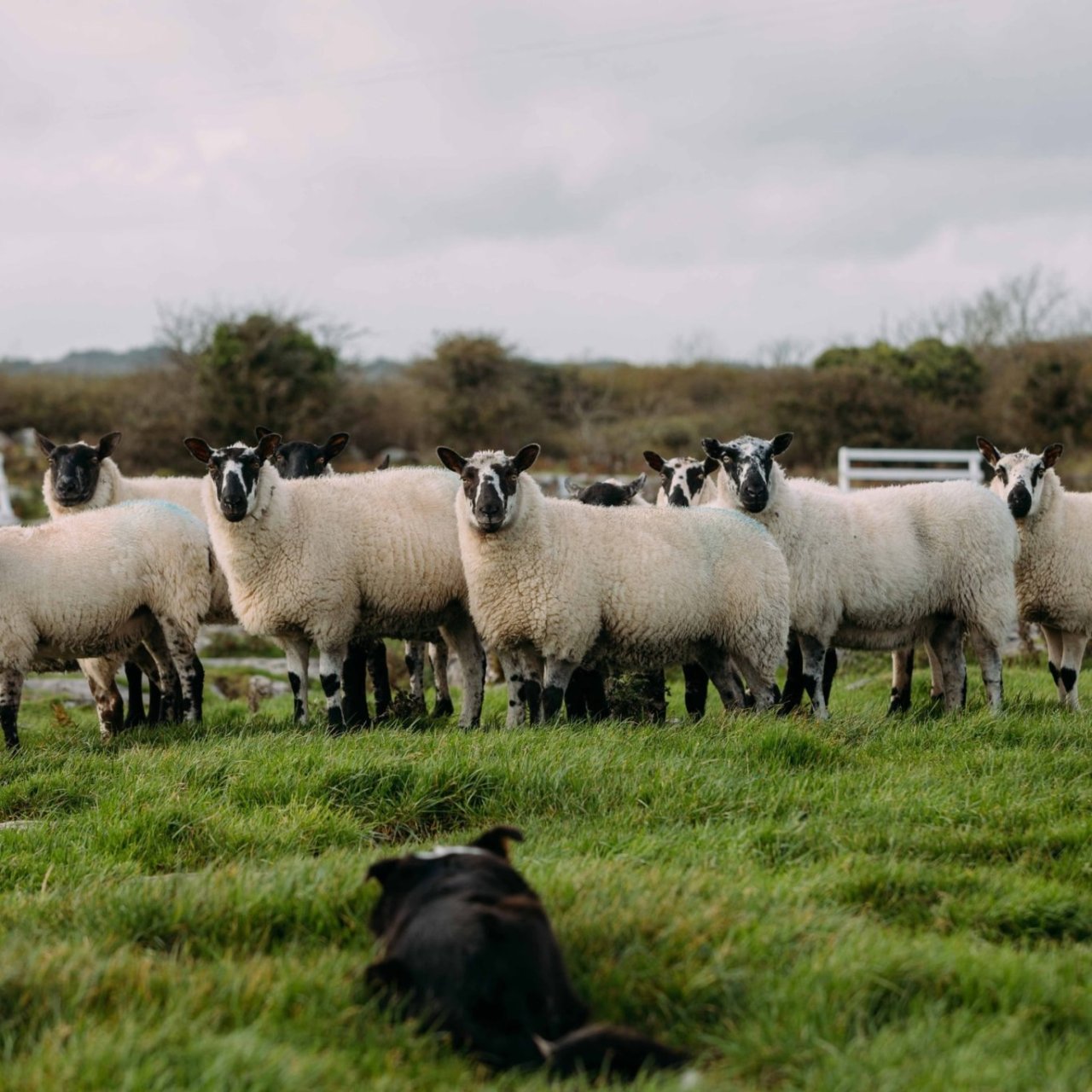 Sheepdog Training Show